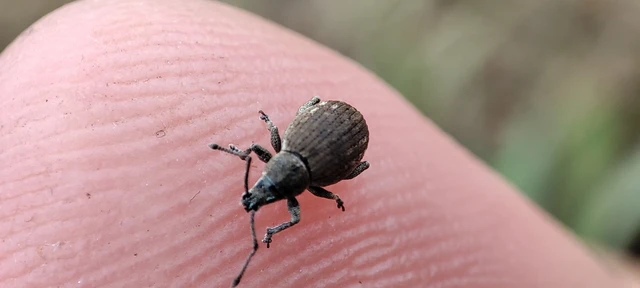 Peritelus familiaris - nagy kendermagbogár