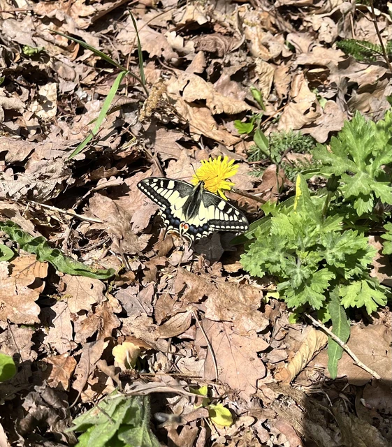 Papilio machaon - fecskefarkú lepke