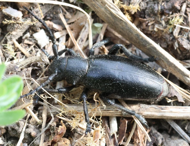 Dorcadion aethiops - fekete gyalogcincér Dorcadion aethiops - fekete gyalogcincér