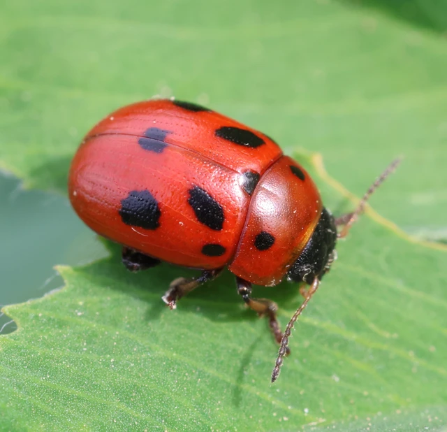 Gonioctena fornicata - közönséges lucernabogár