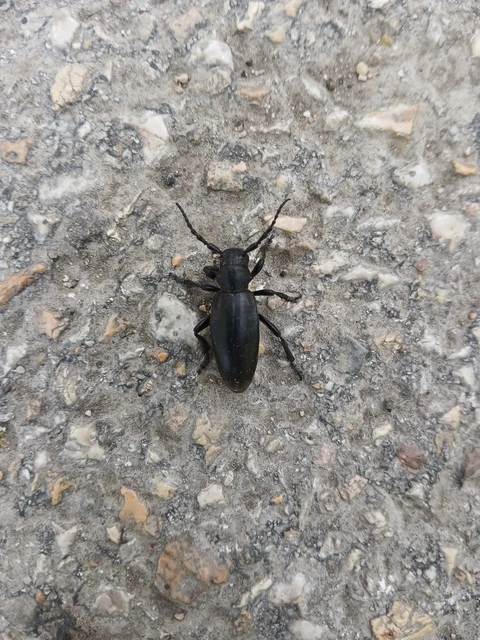 Dorcadion aethiops - fekete gyalogcincér Dorcadion aethiops - fekete gyalogcincér