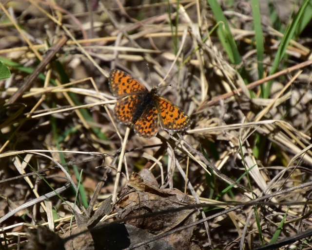 Melitaea trivia - kis tarkalepke