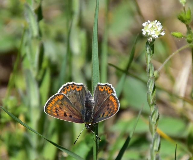 Lycaena tityrus - barna tűzlepke