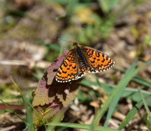 Melitaea trivia - kis tarkalepke