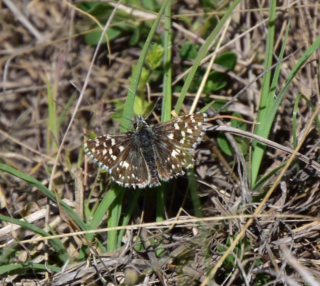 Pyrgus malvae - kis busalepke