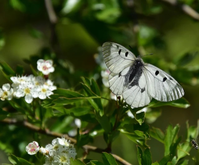 Parnassius mnemosyne - kis apollólepke