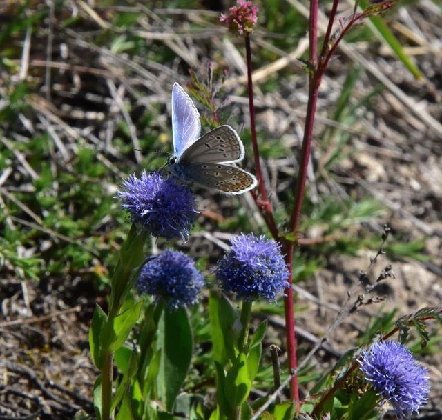 Polyommatus thersites - ibolyaszín boglárka