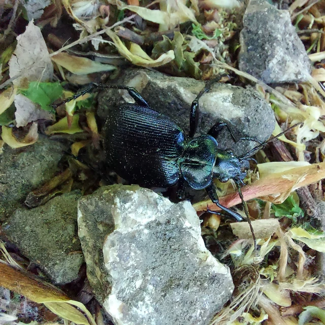 Calosoma inquisitor - kis bábrabló