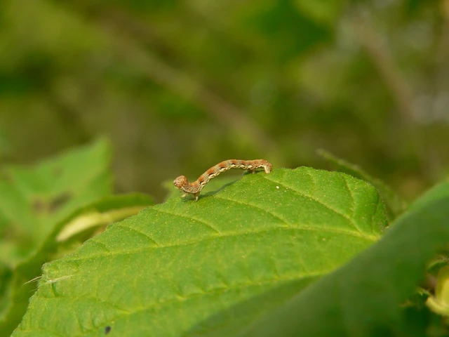 Erannis defoliaria - nagy téliaraszoló