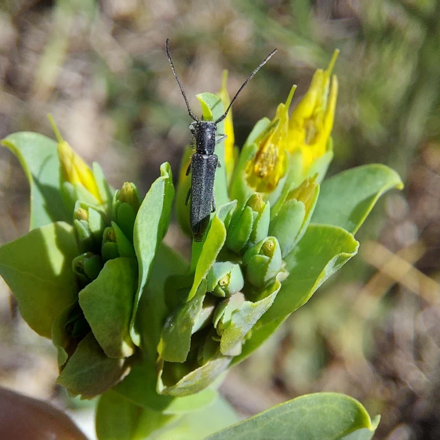 Phytoecia uncinata - szeplőlapucincér