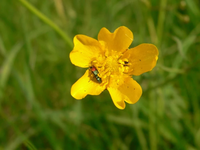 Anthaxia nitidula - ragyogó virágdíszbogár