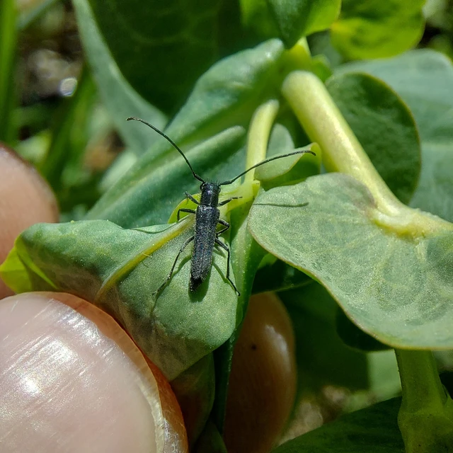 Phytoecia uncinata - szeplőlapucincér