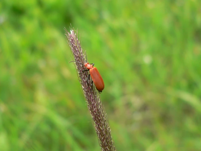 Pyrochroa serraticornis - közép-bíborbogár