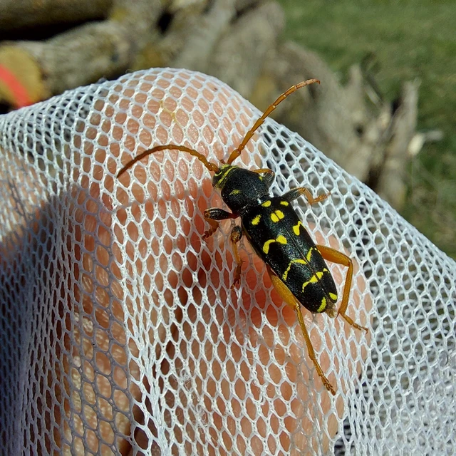 Plagionotus arcuatus - bársonyos darázscincér