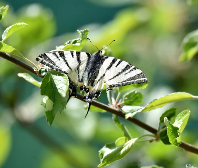 Iphiclides podalirius - kardoslepke