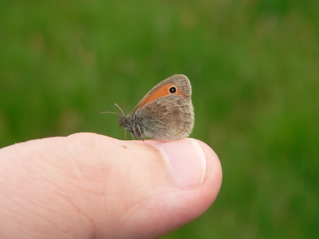 Coenonympha pamphilus - kis szénalepke