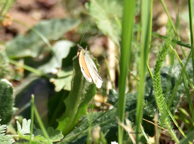 Coenonympha pamphilus - kis szénalepke