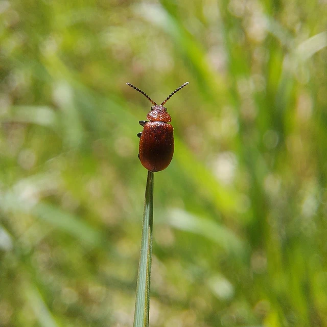Galeruca rufa - vörös olajosbogár