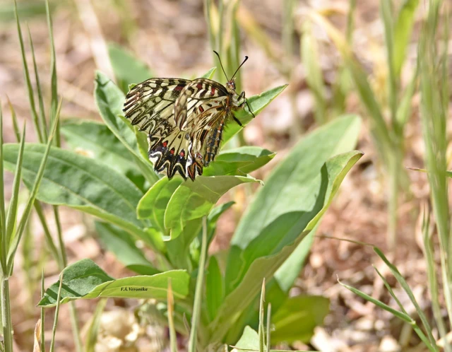 Zerynthia polyxena - farkasalmalepke