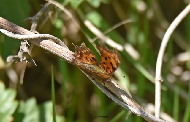 Nymphalis c-album - C-betűs lepke