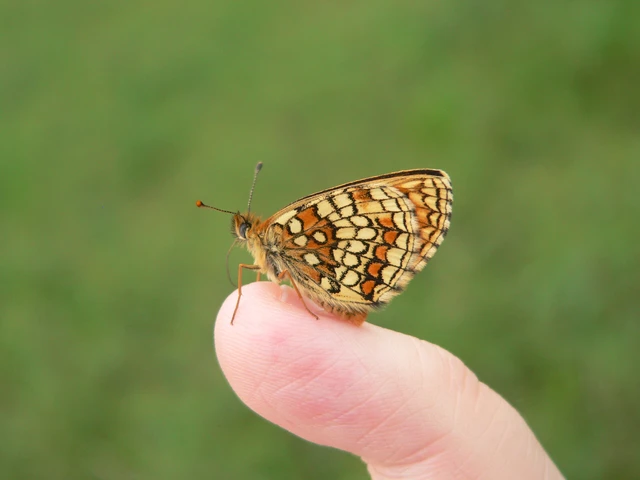 Melitaea athalia - közönséges tarkalepke