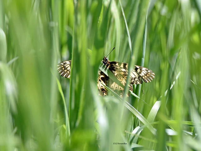 Zerynthia polyxena - farkasalmalepke