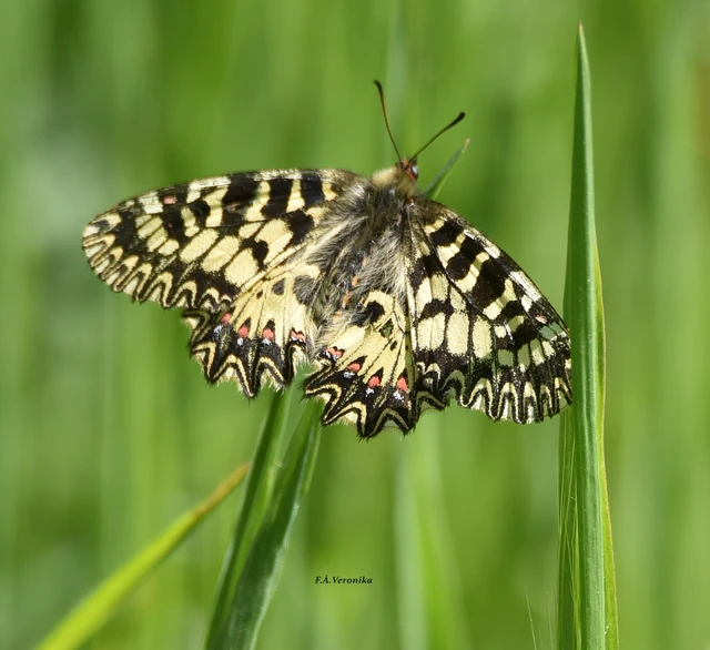 Zerynthia polyxena - farkasalmalepke