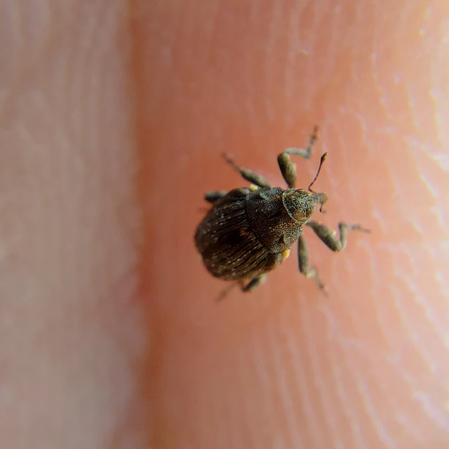 Stenocarus cardui - pipacsgyökér-ormányos