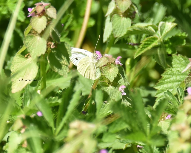 Pieris rapae - répalepke