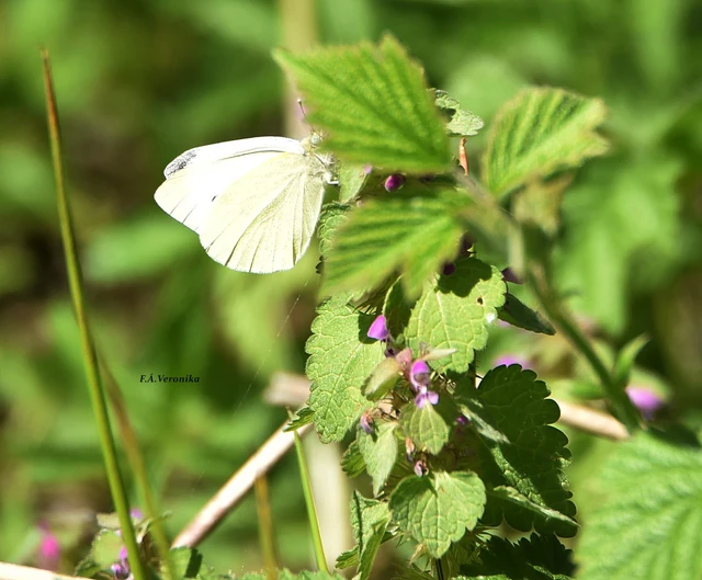 Pieris rapae - répalepke
