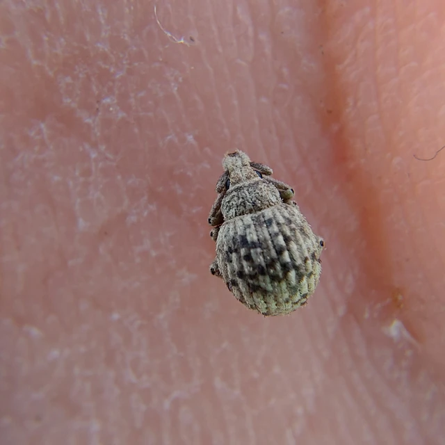 Pelletierellus ventricosus - tarka éjiormányos