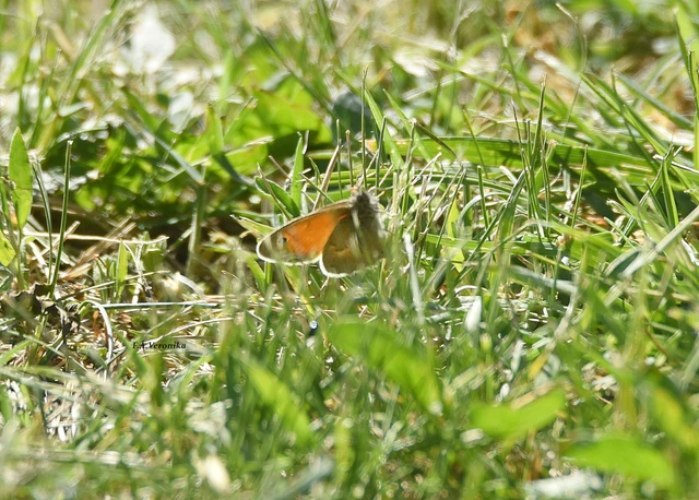 Coenonympha pamphilus - kis szénalepke