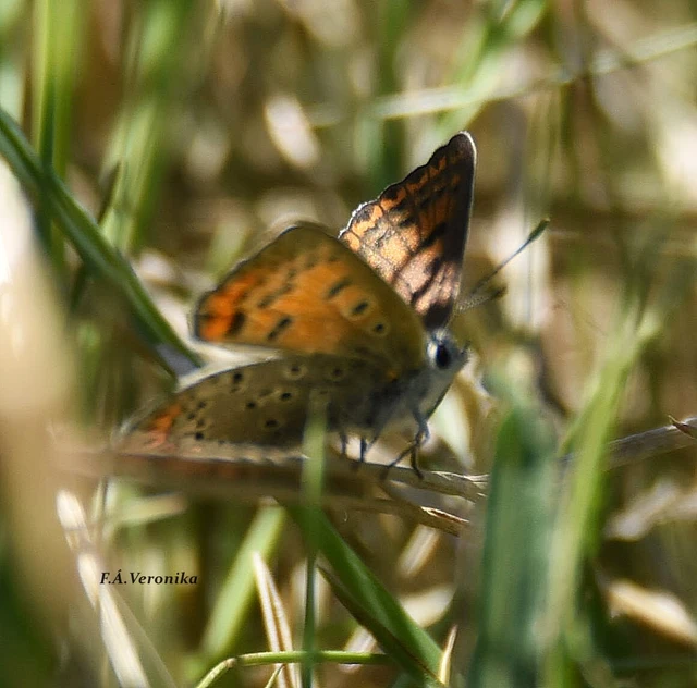 Lycaena tityrus - barna tűzlepke