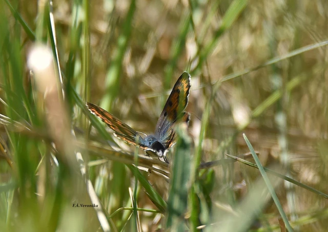 Lycaena tityrus - barna tűzlepke