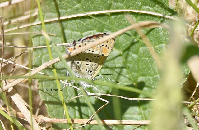 Lycaena tityrus - barna tűzlepke