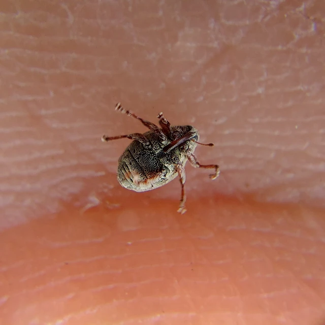 Coeliodes