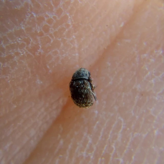 Anthribus nebulosus - ködfoltos pajzstetvész-orrosbogár