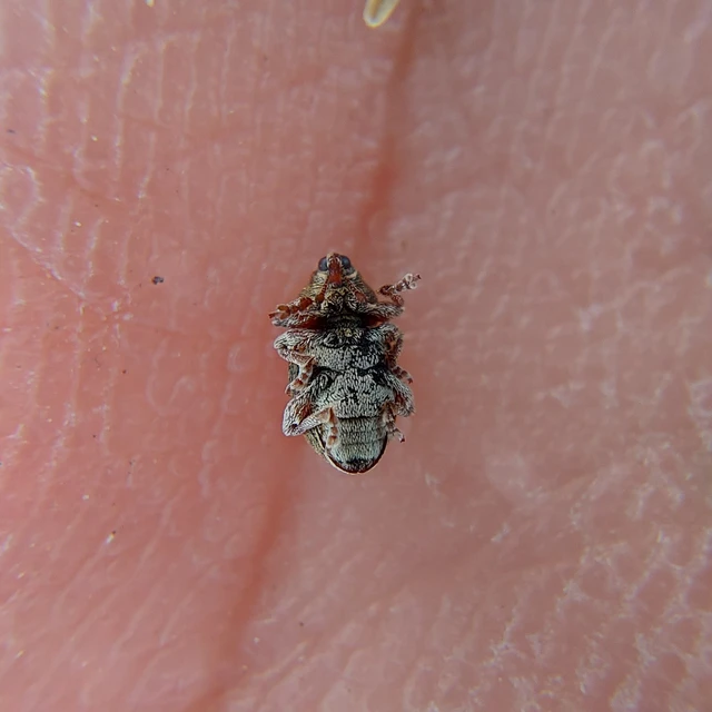 Tychius quinquepunctatus - borsó-tímárormányos