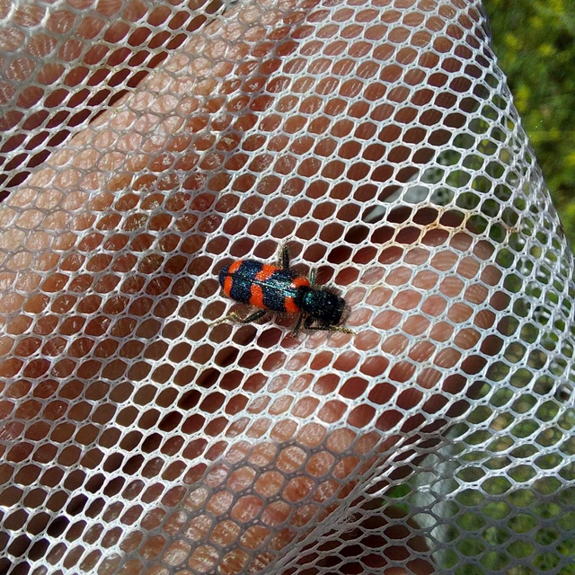Trichodes favarius - hatfoltos méhészbogár Trichodes favarius - hatfoltos méhészbogár