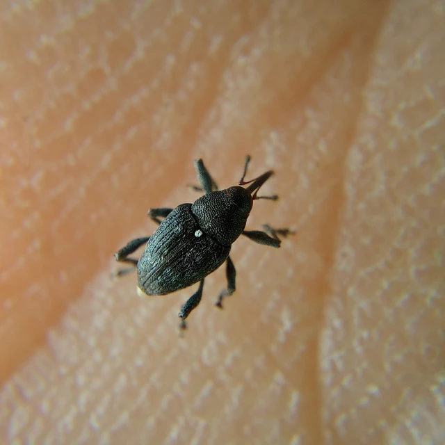 Curculio villosus - gubacslakó zsuzsóka