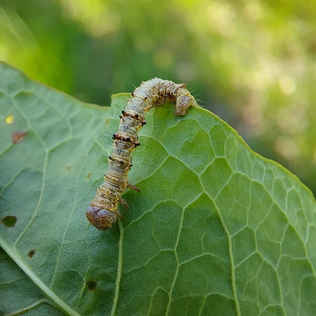 Apocheima pilosaria - zöldes tavasziaraszoló
