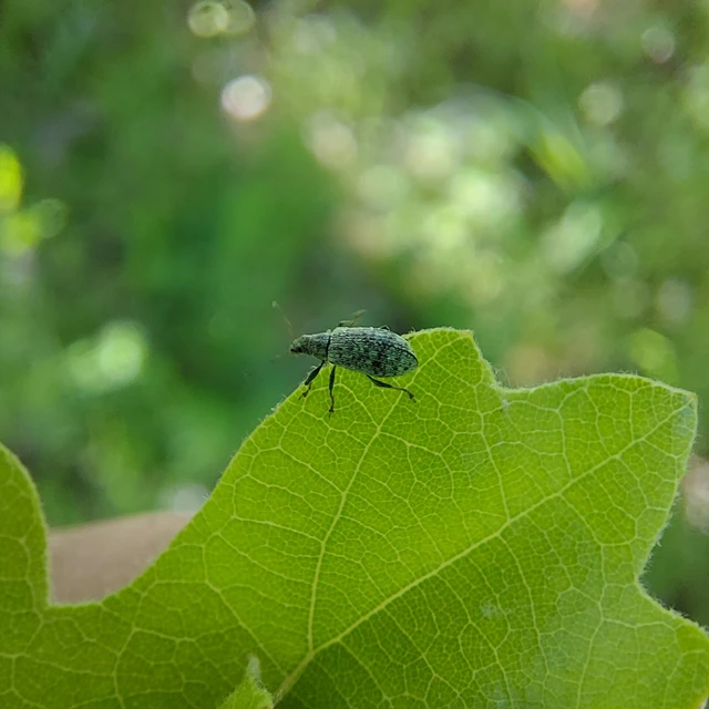 Polydrusus cervinus - aranyporos lombormányos