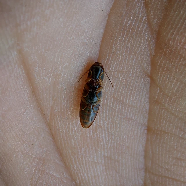 Athous vittatus - vörössávos pattanó