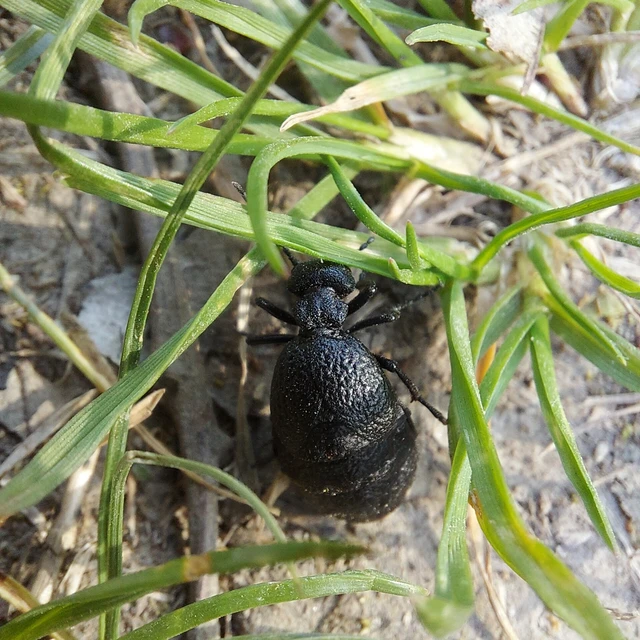 Meloe rugosus - ráncos nünüke
