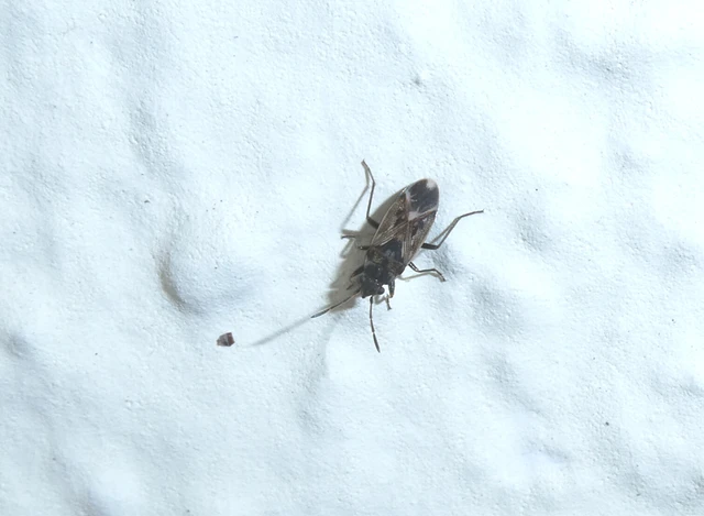 Peritrechus lundii