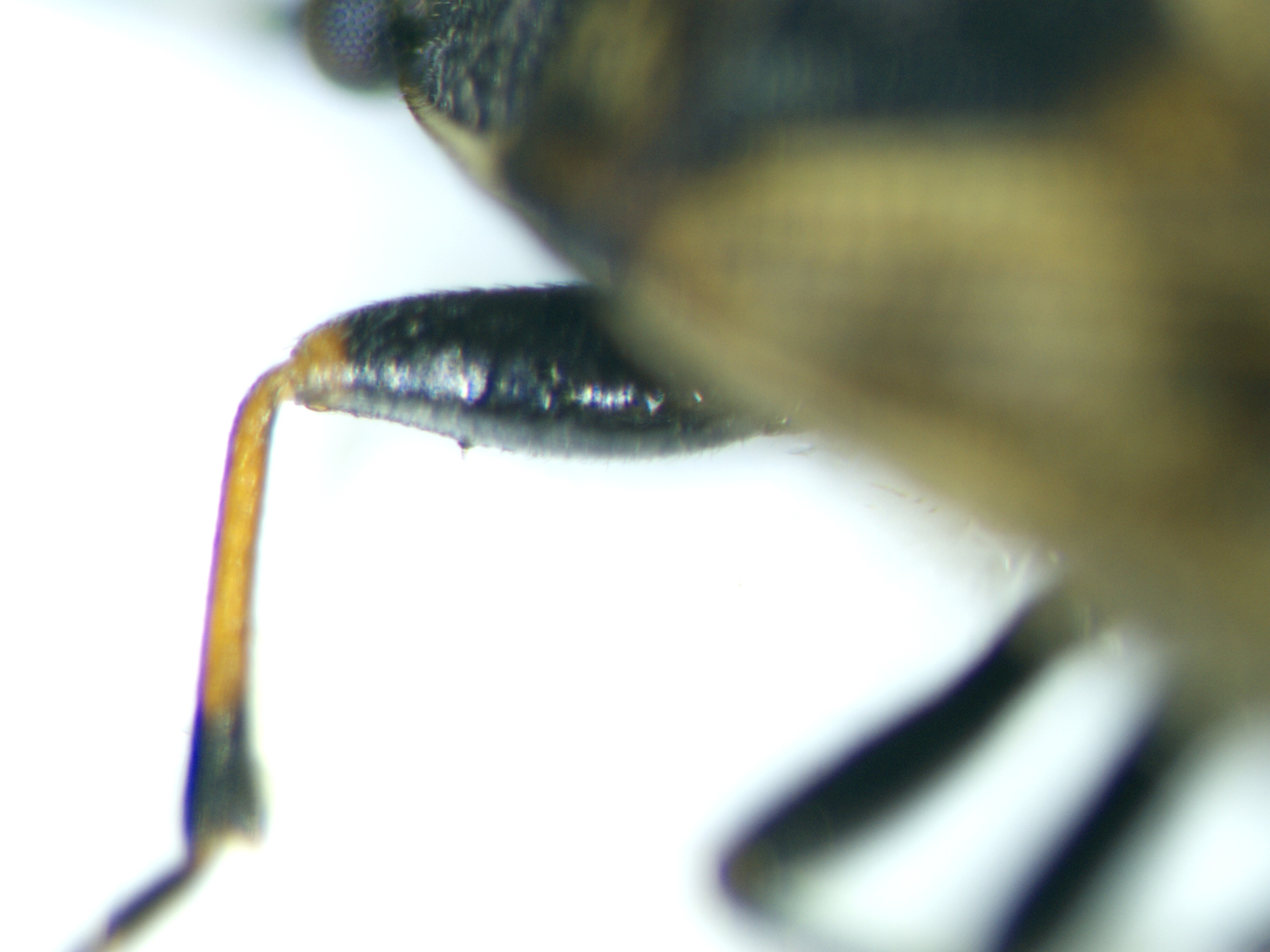 Peritrechus lundii