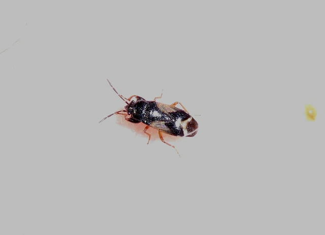 Megalonotus praetextatus - tüskéslábú bodobács