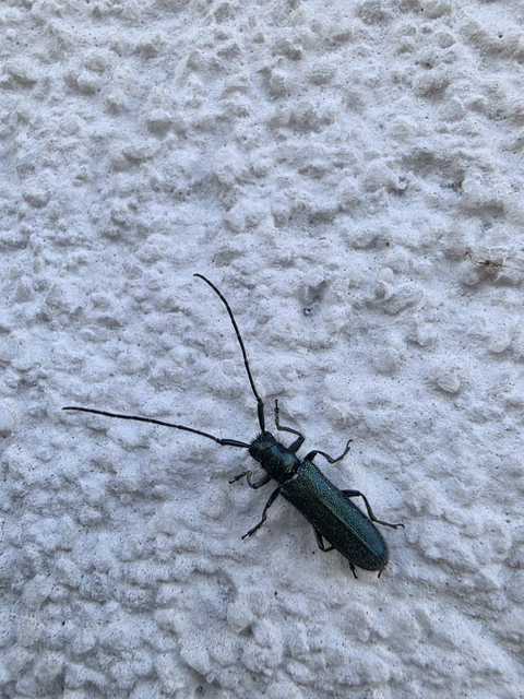 Agapanthia violacea - kék somkórócincér