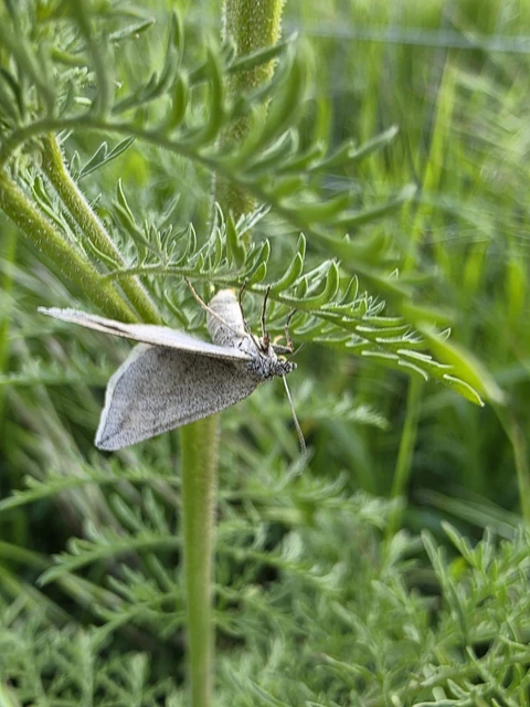 Lithostege griseata - szürke araszoló