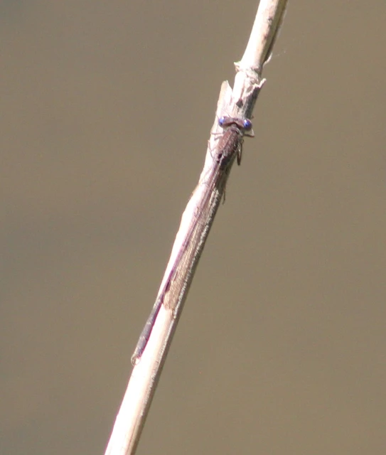 Sympecma fusca - téli rablószitakötő Sympecma fusca - téli rablószitakötő
